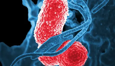 Global child deaths from pneumonia have been cut in half since 2009