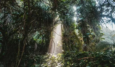 Ecuadorians vote against oil drilling in critical Amazon biosphere