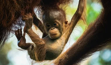 ​World's nations back $200 billion a year plan to protect nature​