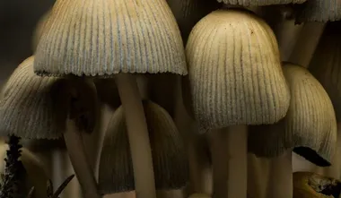 Oregon licenses U.S.’s first-ever legal psilocybin facilitators