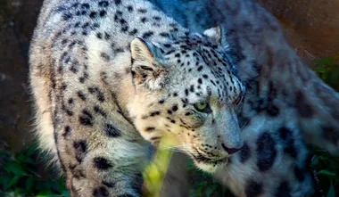 ​Kazakhstan’s snow leopard population reaches near-historic levels