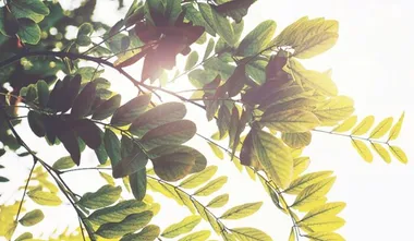Democratic Republic of the Congo plants more than 800 million trees between 2019 and 2023