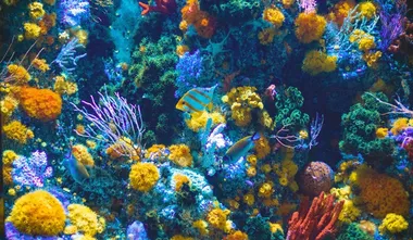 French Polynesia creates world’s largest marine protected area