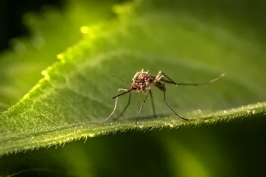 Suriname becomes first country in the Amazon region to eliminate malaria