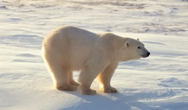 Biden administration cancels all remaining oil and gas leases in Alaska’s Arctic National Wildlife Refuge