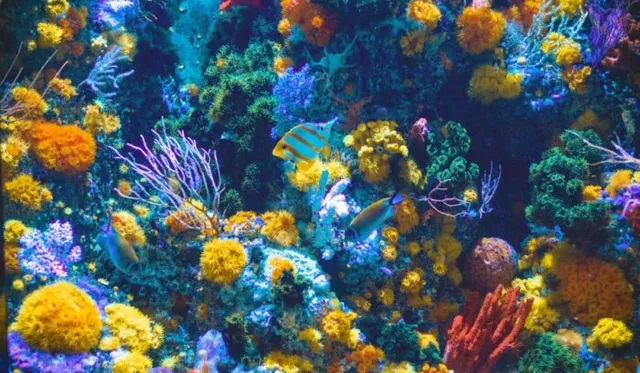 Countries pledge to raise $12 billion to fund coral reef protection