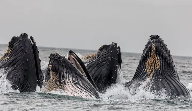 South Atlantic Humpback whales recovering from near-extinction