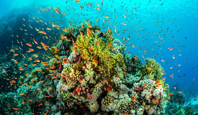 New Caledonia bans ‘dangerous’ seabed mining for half a century