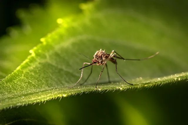 Suriname becomes first country in the Amazon region to eliminate malaria