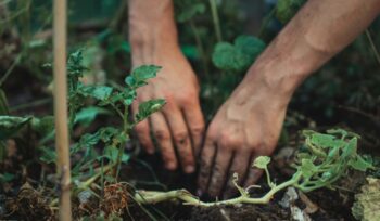 Hands in the soil