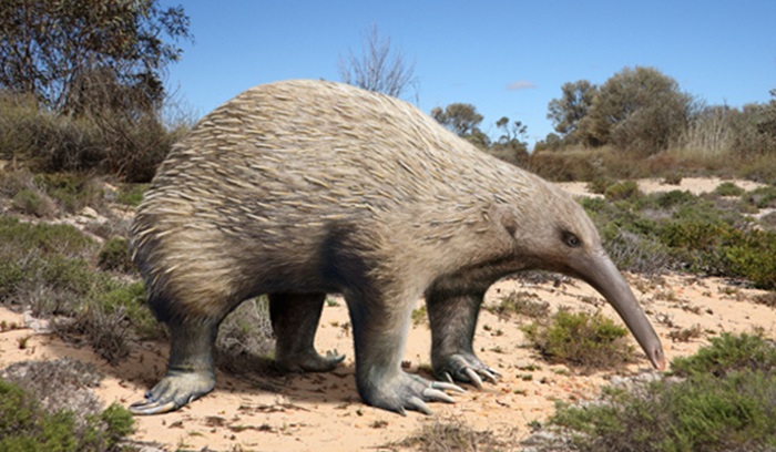 Photo-reconstruciton of ancient creature Murrayglossus hacketti