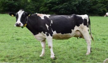 A cow standing in the field