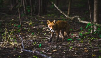 A fox in the forest