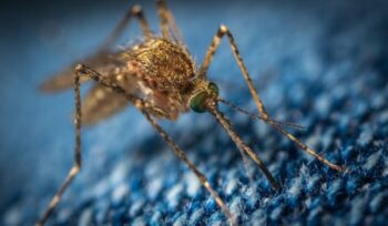 A mosquito standing on a carpet