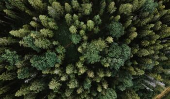 Aerial view of forest