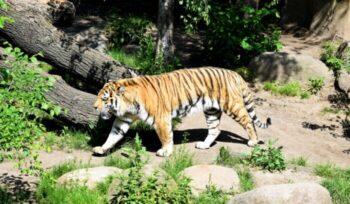 Amur tiger