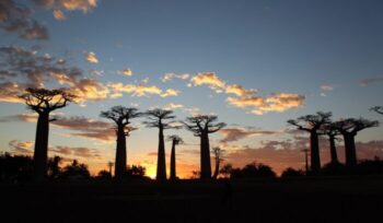 Avenue of the Baobabs