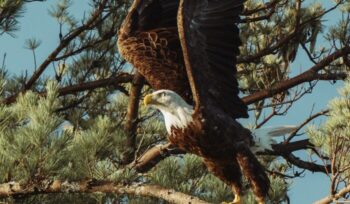 Bald eagle