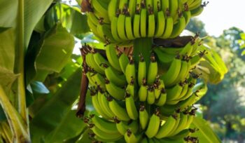 Bananas growing