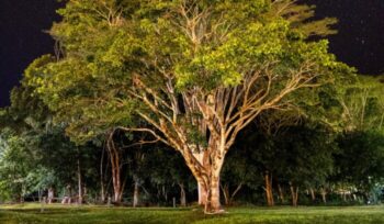 Big tree at night