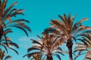 California palm trees