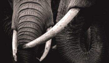 Close-up of elephant tusks