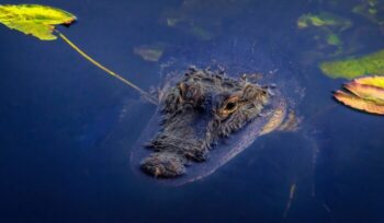 Crocodile in the Everglades