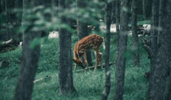 Deer in the forest