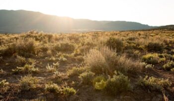 Desert landscape