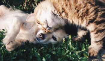 Dog and cat snuggling