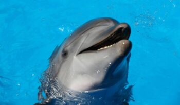 Dolphin