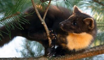 European pine marten