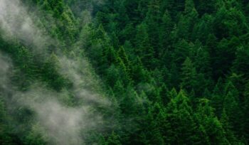 Forest from above