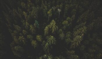 Forest from above