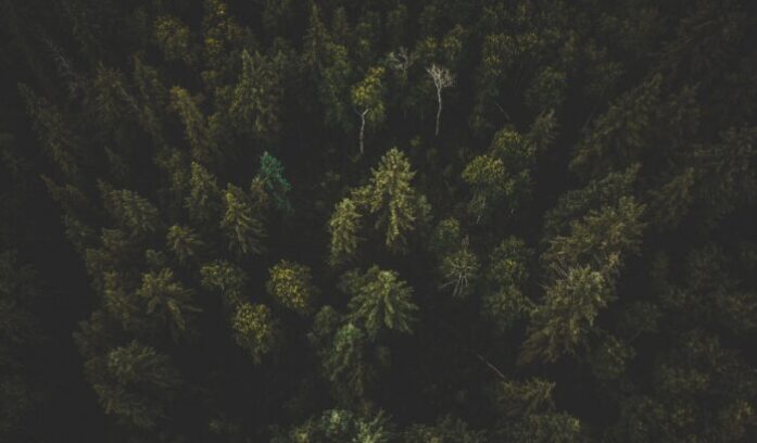 Forest from above