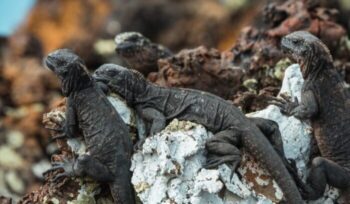 Galapagos lizards