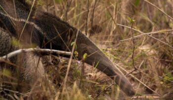 Giant anteater