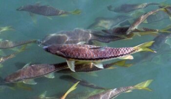 Golden mahseer fish swimming