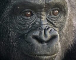 Gorilla