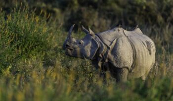 Greater one-horned rhino in grassland