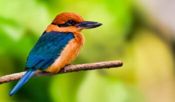 Guam Kingfisher