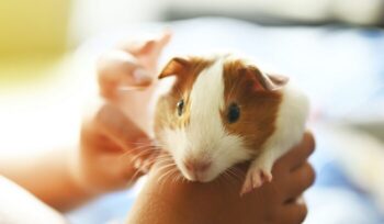 Guinea pig