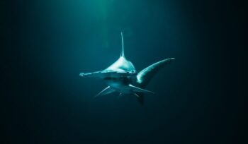 Hammerhead shark