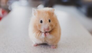 Hamster