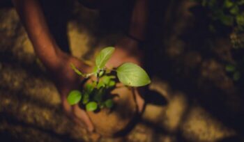 Hands planting a tree