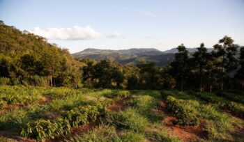 Hillside with crops and trees