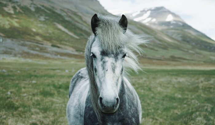 Botai horse domestication: earliest evidence from Central Asia