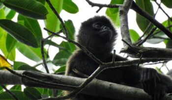 Howler monkey