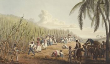 Illustration of slaves working the fields|Cornell University