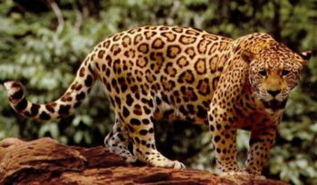 Jaguar